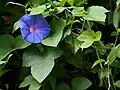 Ipomoea purpurea à feuilles trilobées