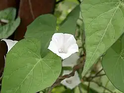 Ipomoea lacunosa.