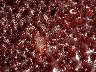 Description de l'image Ircinia_campana.jpg.