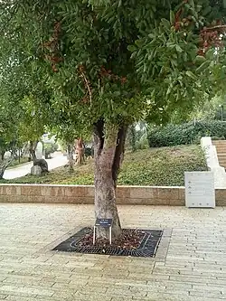 La photographie en couleur représente un arbre planté sur un espace pavé de pierres grises. Devant l'arbre se trouve un petit écriteau portant le nom et la nationalité d'Irena Sendler.