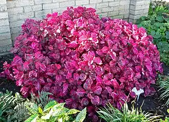 Description de cette image, également commentée ci-après