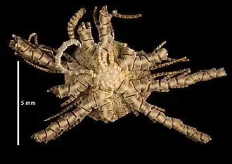 Centrodorsal d’Iridometra malagasiensis (MNHN)