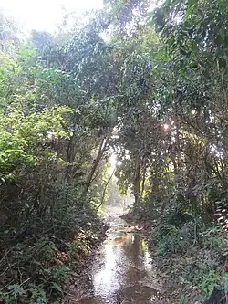 Kavu iringole
