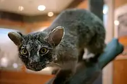 Gros plan sur la face de Yon.