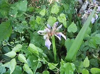 Iris fétide poussant en lisière de forêt.
