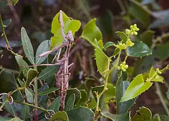 ♀ dans le bois des Aresquiers (Vic-la-Gardiole)