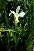 Fleur d'Iris orientalis