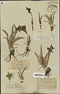 Un échantillon d'herbier : l'iris nain (Iris pumila).