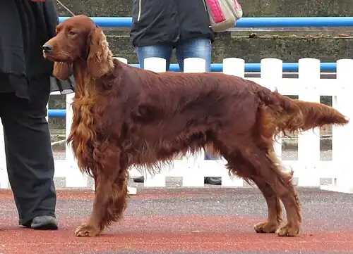 Setter irlandais rouge