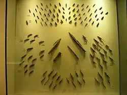 Photo montrant des pointes de flèches dans un meuble vitré.