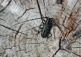 Monochamus sutor(Linné, 1758) ♂