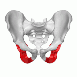 Ischium représenté en rouge