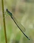 Agrion nain (Ischnura pumilio)