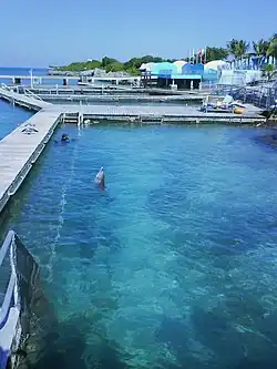 Bassins des dauphins du parc Dolphin Discovery Islas Mujeres.