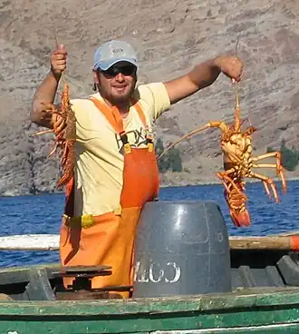 Description de l'image Isla Juan Fernandez- Langostas (Lobsters) (cropped).jpg.