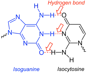 Paire de bases isoguanine-isocytosine.