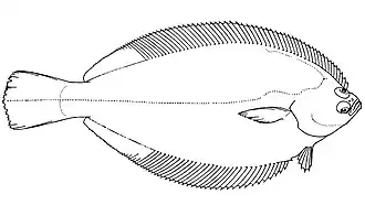Description de l'image Isopsetta isolepis.jpg.