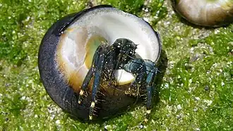 Clibanarius virescens