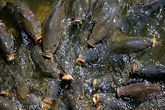 La Carpe commune (Cyprinus carpio), élevée pour la pisciculture ou pour l'ornement.