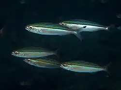 Pterocaesio trilineata.