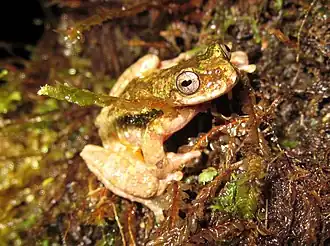 Description de l'image Isthmohyla tica 6009067 (cropped).jpg.