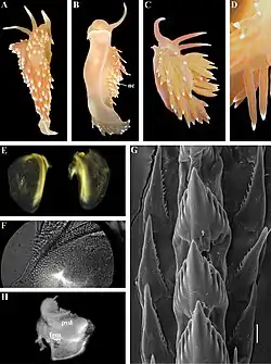 Coryphella falklandica.