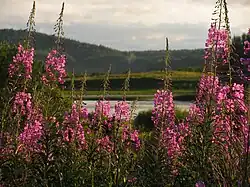 Gros-plan de plantes hautes aux fleurs roses. L'arrière-plan est flou, avec un lac qui se distingue, avec en fond de celui-ci des collines recouvertes d'arbres.
