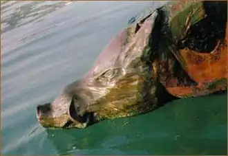 L'éperon en bronze en forme de tête de sanglier.