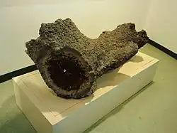 Fulgurite tubéreuse, Iwamizawa, Japon