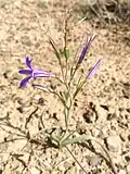 Ixiolirion Tataricum in Deserts of Isfahan, Iran