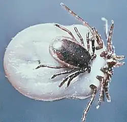 Mâle et femelle d’Ixodes ricinus copulant. Le mâle est le plus petit