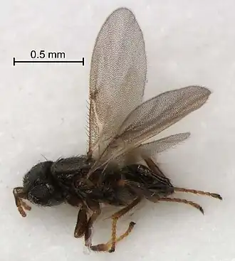 Description de l'image Ixodiphagus-hookeri-Howard-hatched-from-an-Ixodes-ricinus-nymph-Photo-Oscar-Vorst.jpg.