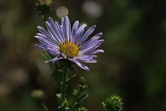 Description de l'image J20160907-0021—Symphyotrichum lentum—RPBG (29529913875).jpg.
