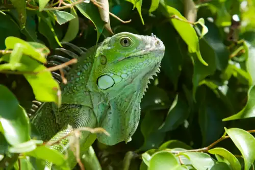 Iguane vert