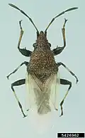 Oxycarenus hyalinipennis.