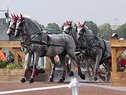 Quatre chevaux gris de profil portant des bonnets et des protections rouges sortent d'un gué.