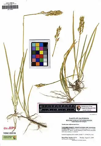 Description de l'image JEPS109492 Narthecium californicum (7586064920).jpg.
