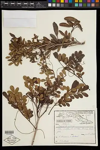 Description de l'image Jacaranda arborea.jpg.