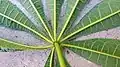 Bas de la feuille de Jacaratia spinosa (face inférieure)