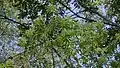 Houppier de Jacaratia spinosa