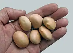 Les graines de jacquier sont comestibles après épluchage.