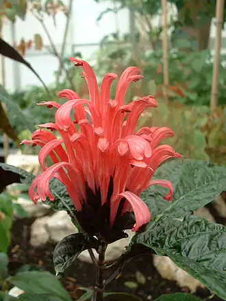 Description de l'image Jacobinia_magnifica01.jpg.