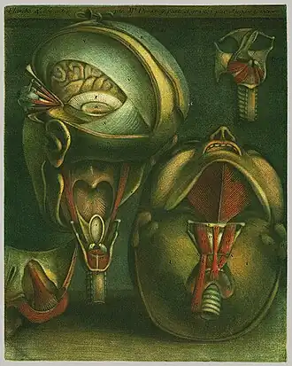 12. Jacques Gautier d'Agoty, Planche anatomique, 1746.