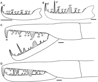 Illustration d'une pince de Jaekelopterus.