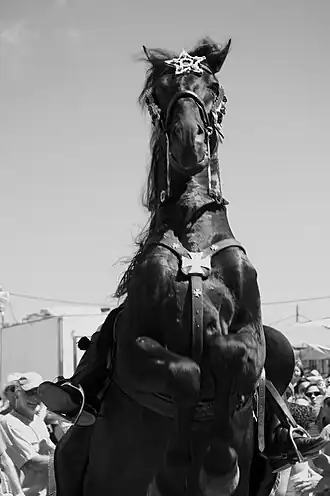 Cheval de spectacle minorquin cabré
