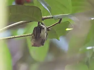 Description de l'image Jamaican fig-eating bat imported from iNaturalist photo 176988156 on 14 February 2024.jpg.