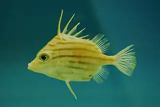 Parahollardia lineata.