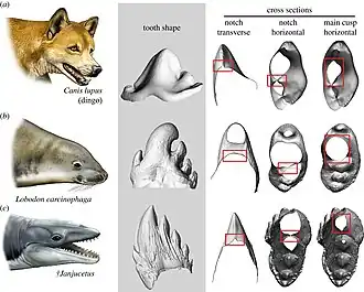 Comparaison en trois dimension entre les dents d'un Dingo (A, en haut de l'image), d'un Phoque crabier (B, en centre de l'image) et d'un Janjucetus (C, en bas de l'image).