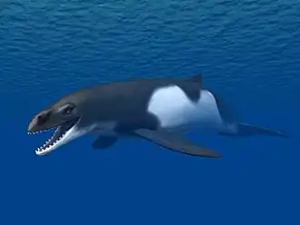 Reconstitution en 3D de Janjucetus hunderi par Nobu Tamura, représenté en noir et en blanc au centre de l'image.