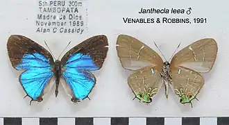 Description de l'image JantheclaLeeaMUpUnAC1638 1639.jpg.